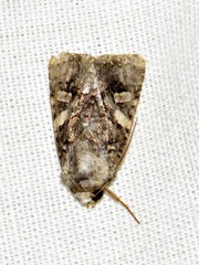 Tycomarptes praetermissa