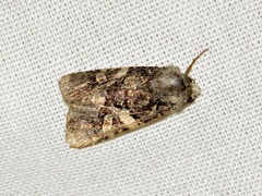 Tycomarptes praetermissa