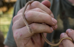Thamnodynastes pallidus