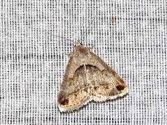 Acantholipes trimeni