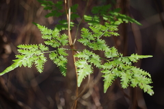 Lygodium japonicum - Photo (c) bbk-htx, algunos derechos reservados (CC BY-NC)