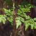 Lygodium japonicum - Photo (c) bbk-htx, algunos derechos reservados (CC BY-NC)