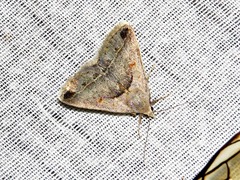 Acantholipes trimeni