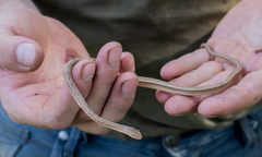 Thamnodynastes pallidus