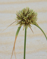 Cyperus crassipes