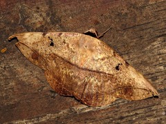 Hypopyra capensis