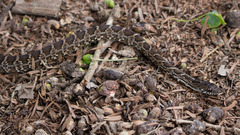 Palusophis bifossatus