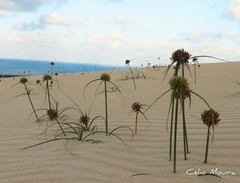Cyperus crassipes