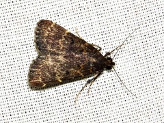 Hydrillodes uliginosalis