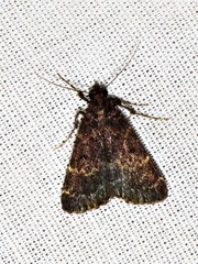 Hydrillodes uliginosalis