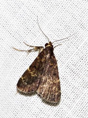 Hydrillodes uliginosalis