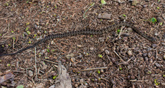 Palusophis bifossatus