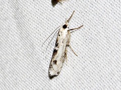 Crambus sparsellus