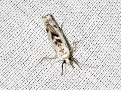 Crambus sparsellus
