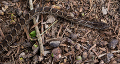 Palusophis bifossatus