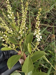 Citharexylum ellipticum