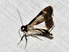 Audea melanoplaga