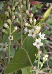 Citharexylum ellipticum