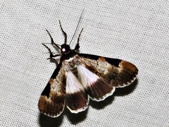 Audea melanoplaga