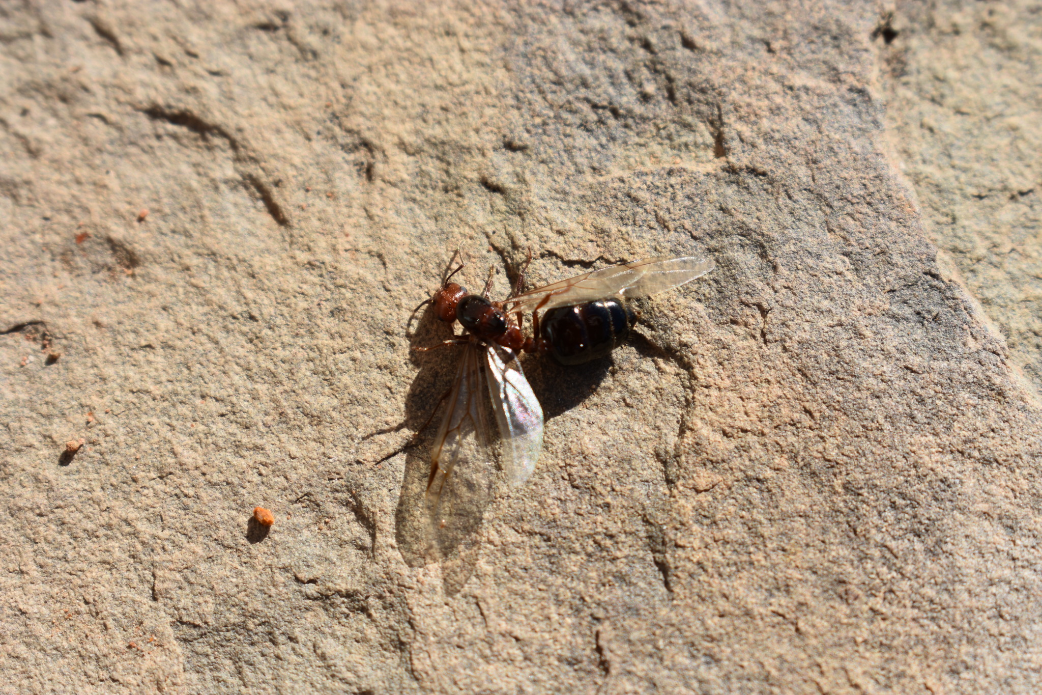 Crematogaster melanogaster