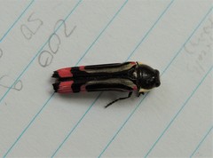 Hiperantha interrogationis