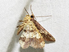 Chiasmia umbrata