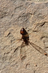 Crematogaster melanogaster