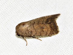 Caradrina tenebrata