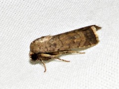 Caradrina tenebrata