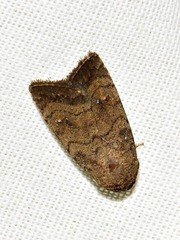 Caradrina tenebrata