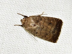 Caradrina tenebrata
