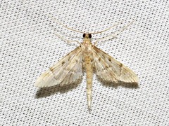 Duponchelia lanceolalis