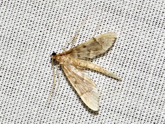 Duponchelia lanceolalis