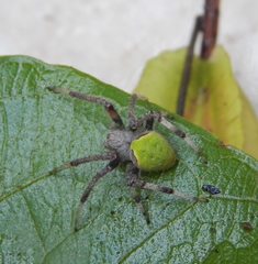 Neoscona rufipalpis
