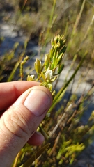 Eulophia tristis