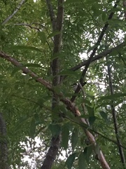 Todiramphus sanctus sanctus