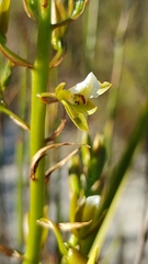 Eulophia tristis