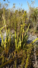 Eulophia tristis