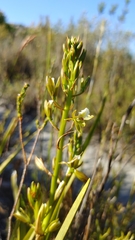 Eulophia tristis