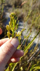 Eulophia tristis