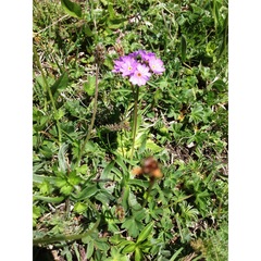 Primula auriculata