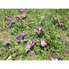 Pulsatilla violacea