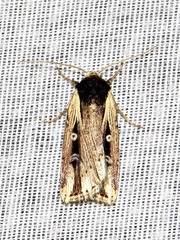 Axylia annularis