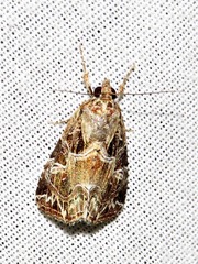 Callopistria yerburii