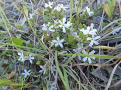 Scaevola albida