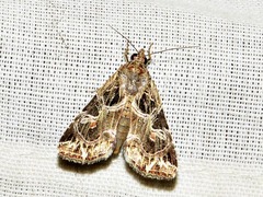 Callopistria yerburii