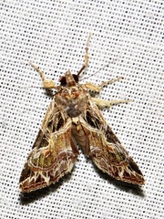 Callopistria yerburii