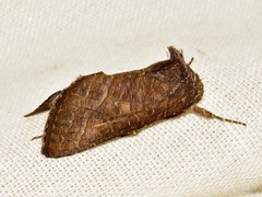 Thysanoplusia violascens