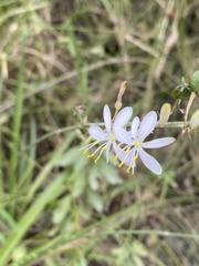 Chlorophytum comosum