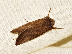 Thysanoplusia violascens